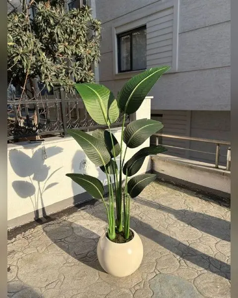 Yapay Starliçe Bitkisi